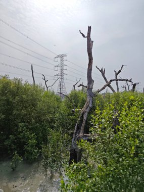 Kırsal bölge çevresindeki yüksek elektrik iletimi.