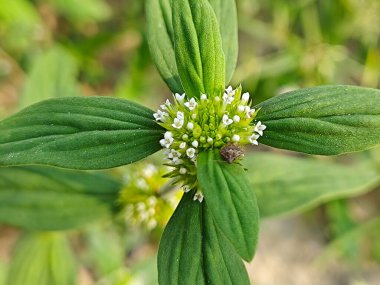 Küçük beyaz mitracarpus hirtus yaban çiçeğinin üzerindeki kalkan böceği..