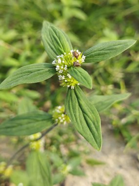 Küçük beyaz mitracarpus hirtus yaban çiçeğinin üzerindeki kalkan böceği..