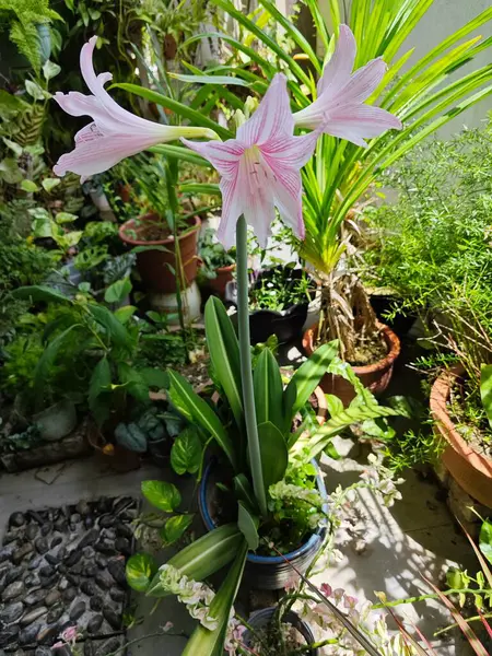 stock image Pink Amaryllis belladonna flower growing in the garden pot.