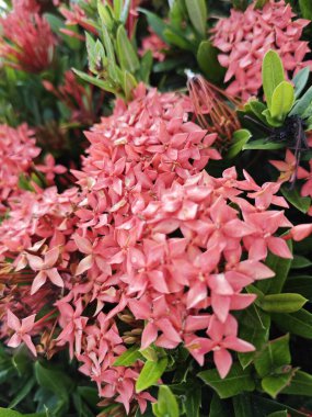 Güzel kırmızı Ixora Coccinea çiçekleri.