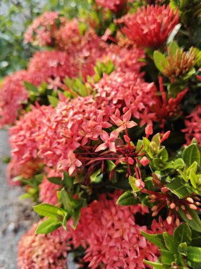 beautiful clusters of red Ixora Coccinea flower. clipart