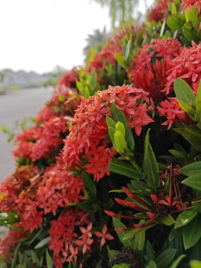 beautiful clusters of red Ixora Coccinea flower. clipart