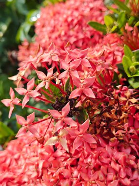 beautiful clusters of red Ixora Coccinea flower. clipart