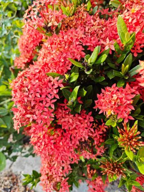 beautiful clusters of red Ixora Coccinea flower. clipart