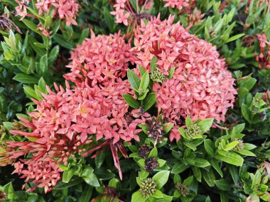 beautiful clusters of red Ixora Coccinea flower. clipart
