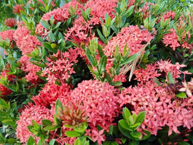 beautiful clusters of red Ixora Coccinea flower. clipart