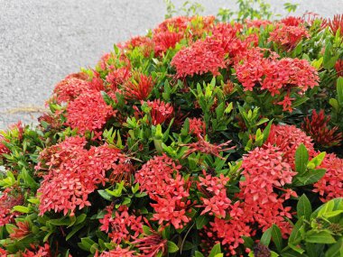 Güzel kırmızı Ixora Coccinea çiçekleri.