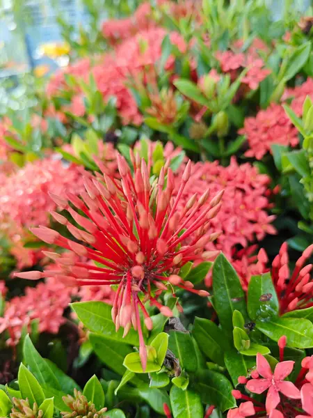 stock image beautiful clusters of red Ixora Coccinea flower.