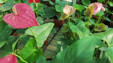 Andoryum, kırmızı kalp şeklinde çiçek açan bitki..