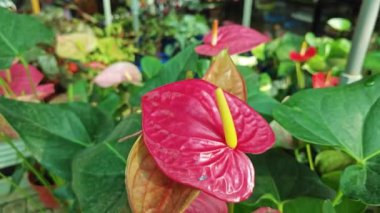 Andoryum, kırmızı kalp şeklinde çiçek açan bitki..