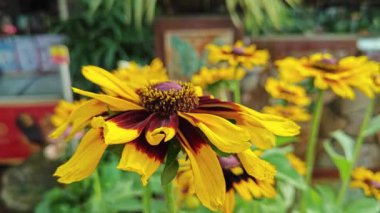 Çiçeklerin başındaki çiçekleri yakından çek..