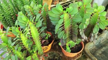 Euphorbia trigonia kurak ortama uyum sağlayan sulu gövde ve dallardır..