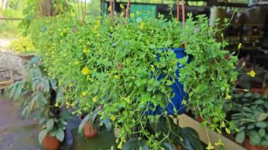 Mecardonia, sürünen küçük sarı çiçekleri teşvik eder..