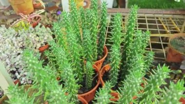 Euphorbia flanaganaii yılan benzeri dalları olan sulu bir bitkidir..