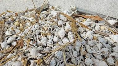 Kurumuş nadir bulunan murex deniz salyangozu kabukları..