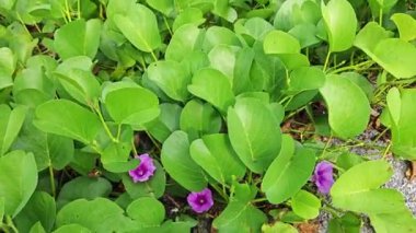Çalı tropikal kumlu plaj Ipomoea pres-Caprae çiçek bitkisi.