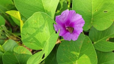 Çalı tropikal kumlu plaj Ipomoea pres-Caprae çiçek bitkisi.