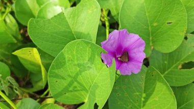 Çalı tropikal kumlu plaj Ipomoea pres-Caprae çiçek bitkisi.