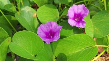 Çalı tropikal kumlu plaj Ipomoea pres-Caprae çiçek bitkisi.