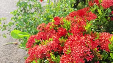 Güzel kırmızı Ixora Coccinea çiçekleri.