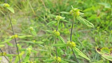 mitracarpus hirtus yaban çiçeği otu ve küçük çiçek bitkisi.