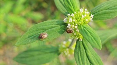 Küçük beyaz mitracarpus hirtus yaban çiçeğinin üzerindeki kalkan böceği..
