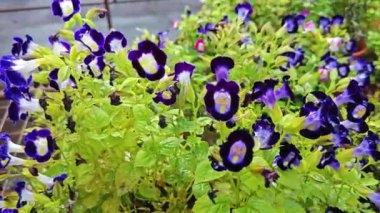 Torenia Fournieri, Linderniaceae 'de mavi, mor veya pembe renkli sarı işaretli yıllık bir bitkidir.
