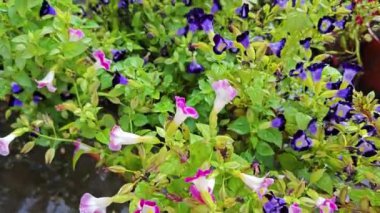 Torenia Fournieri, Linderniaceae 'de mavi, mor veya pembe renkli sarı işaretli yıllık bir bitkidir.