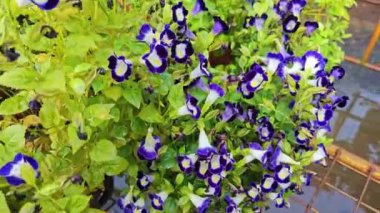 Torenia Fournieri, Linderniaceae 'de mavi, mor veya pembe renkli sarı işaretli yıllık bir bitkidir.