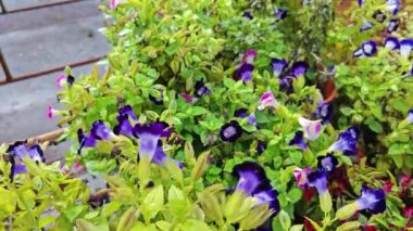 Torenia Fournieri, Linderniaceae 'de mavi, mor veya pembe renkli sarı işaretli yıllık bir bitkidir.