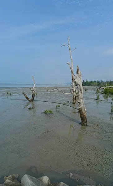 Stock image dead and dried mangrove tree trunk by the coastal seaside.