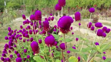 Pembe yapraklı gomphrena serrata çiçekleri. 