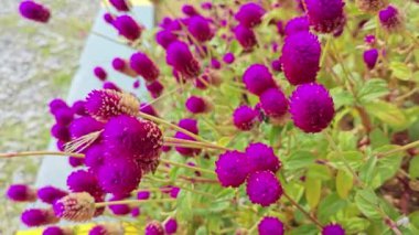 Pembe yapraklı gomphrena serrata çiçekleri. 