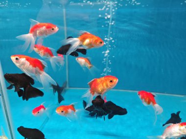 variety species of freshwater fishes in the aquarium. clipart