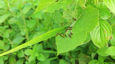 Acraea kara tırtılı vahşi passiflora yaprakları üzerinde sürünüyor..