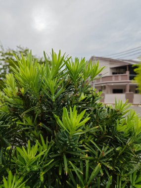 beautiful leafy cluster of buddhist pine leaves. clipart