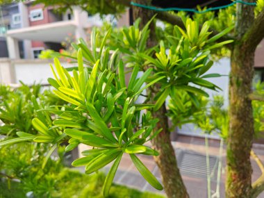 beautiful leafy cluster of buddhist pine leaves. clipart