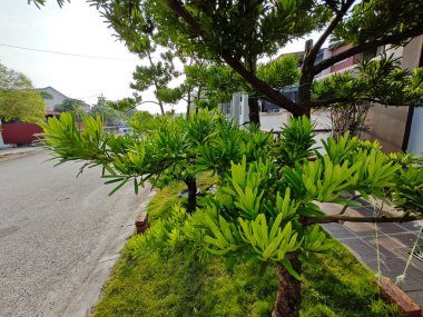 Güzel yapraklı Budist çam yaprakları yığını.