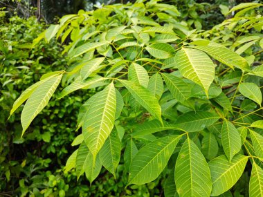 Kauçuk ağaç yapraklarının sarkan güzel dallarına bakıyorum..