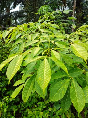 Kauçuk ağaç yapraklarının sarkan güzel dallarına bakıyorum..