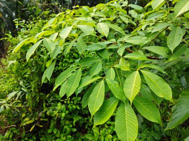 Kauçuk ağaç yapraklarının sarkan güzel dallarına bakıyorum..