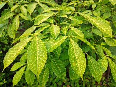 Kauçuk ağaç yapraklarının sarkan güzel dallarına bakıyorum..