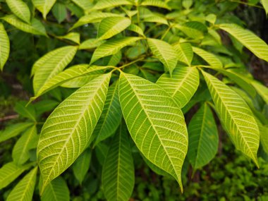 Kauçuk ağaç yapraklarının sarkan güzel dallarına bakıyorum..