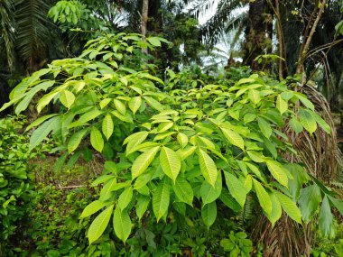 Kauçuk ağaç yapraklarının sarkan güzel dallarına bakıyorum..