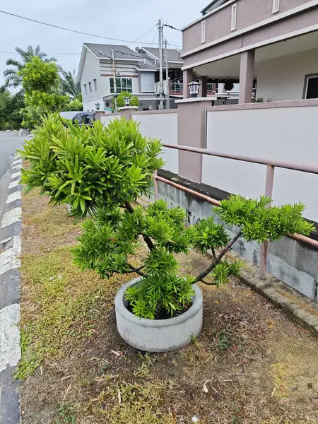 stock image beautiful leafy cluster of buddhist pine leaves.