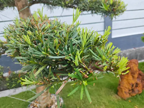 stock image beautiful leafy cluster of buddhist pine leaves.