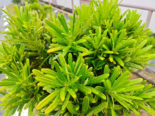 stock image beautiful leafy cluster of buddhist pine leaves.