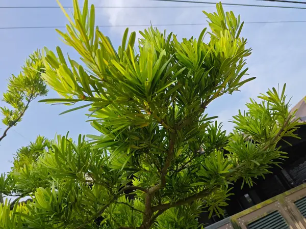 stock image beautiful leafy cluster of buddhist pine leaves.