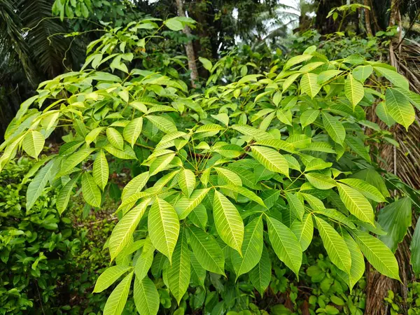 stock image looking at the lovely drooping branches of rubber tree leaves.